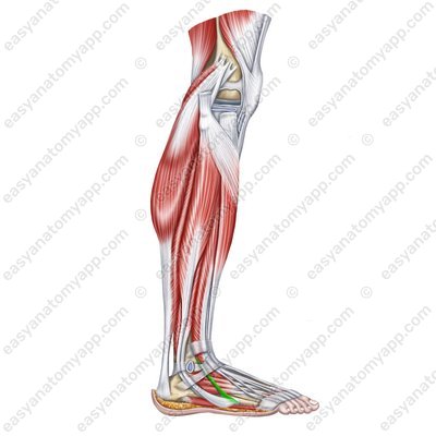 Dritter Wadenbeinmuskel (m. peroneus tertius) - tendon